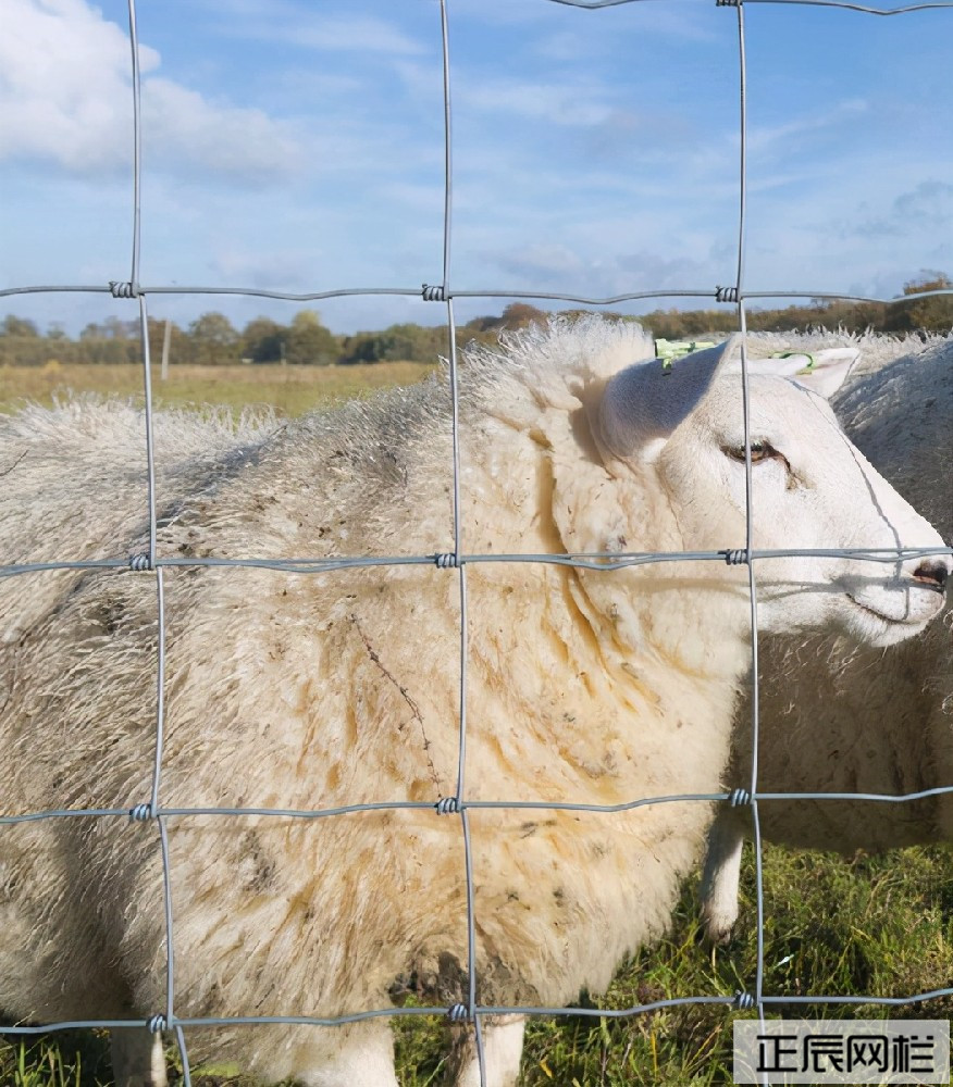 養(yǎng)羊圍欄網(wǎng)