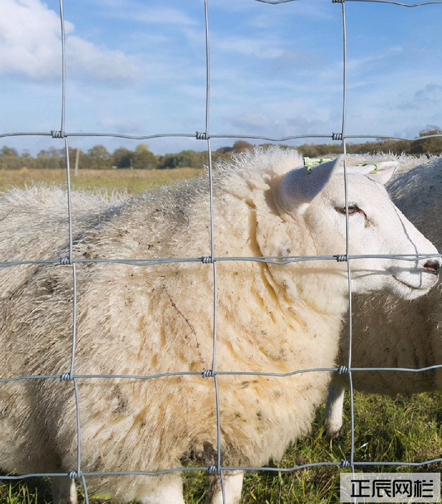 1650766357204467.jpg ba73b490a74a4d8aade5e43a1fc545ba.jpg