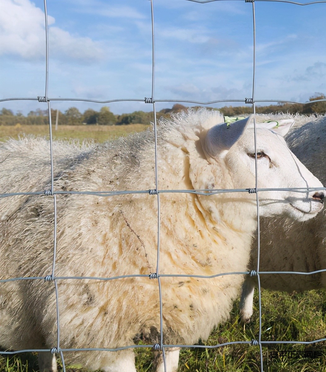 山上養(yǎng)羊要哪種圍欄好,而且便宜
