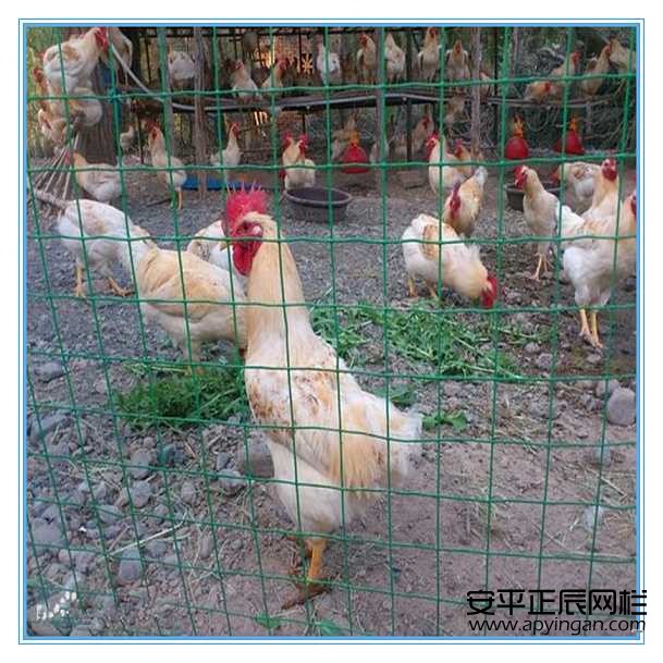 雞舍圍欄網(wǎng)