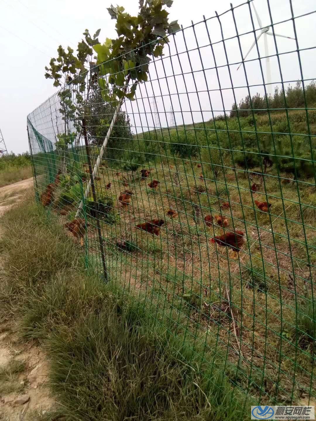 山林散養雞場護欄網 雞場護欄網