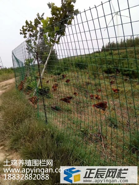 養雞鐵絲網圍欄 養雞鐵絲網圍欄