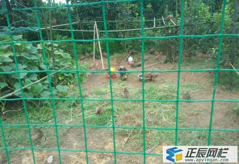 養雞鐵絲網