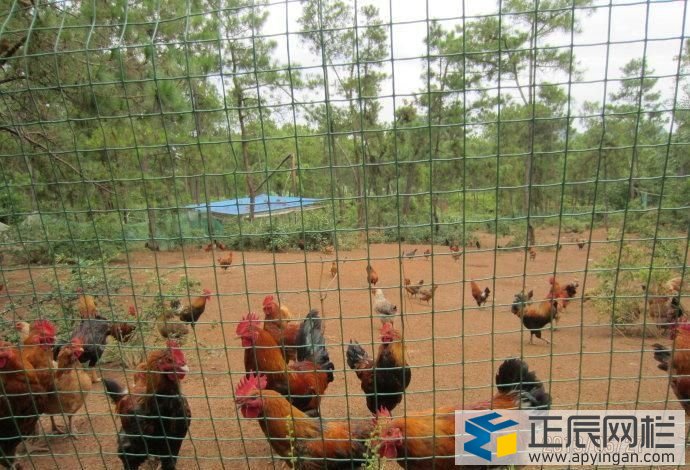 養雞圍欄鐵絲網