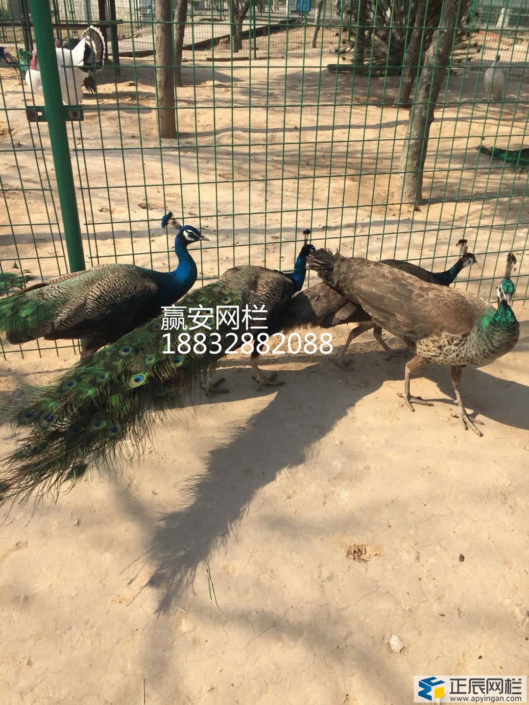 護(hù)欄網(wǎng)