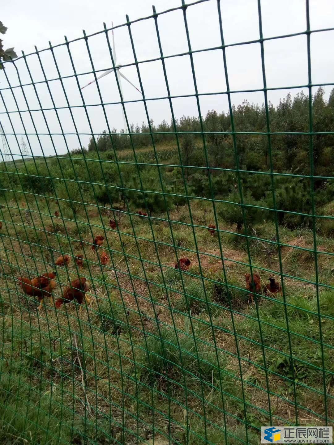 養雞用的護欄網