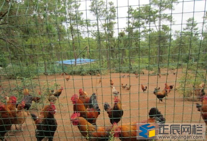 養(yǎng)殖護欄網(wǎng)